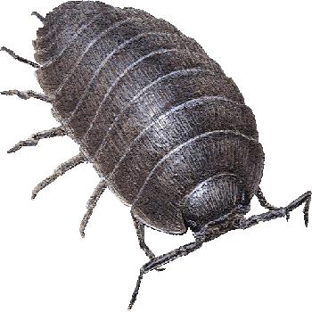 La métamorphose des cloportes